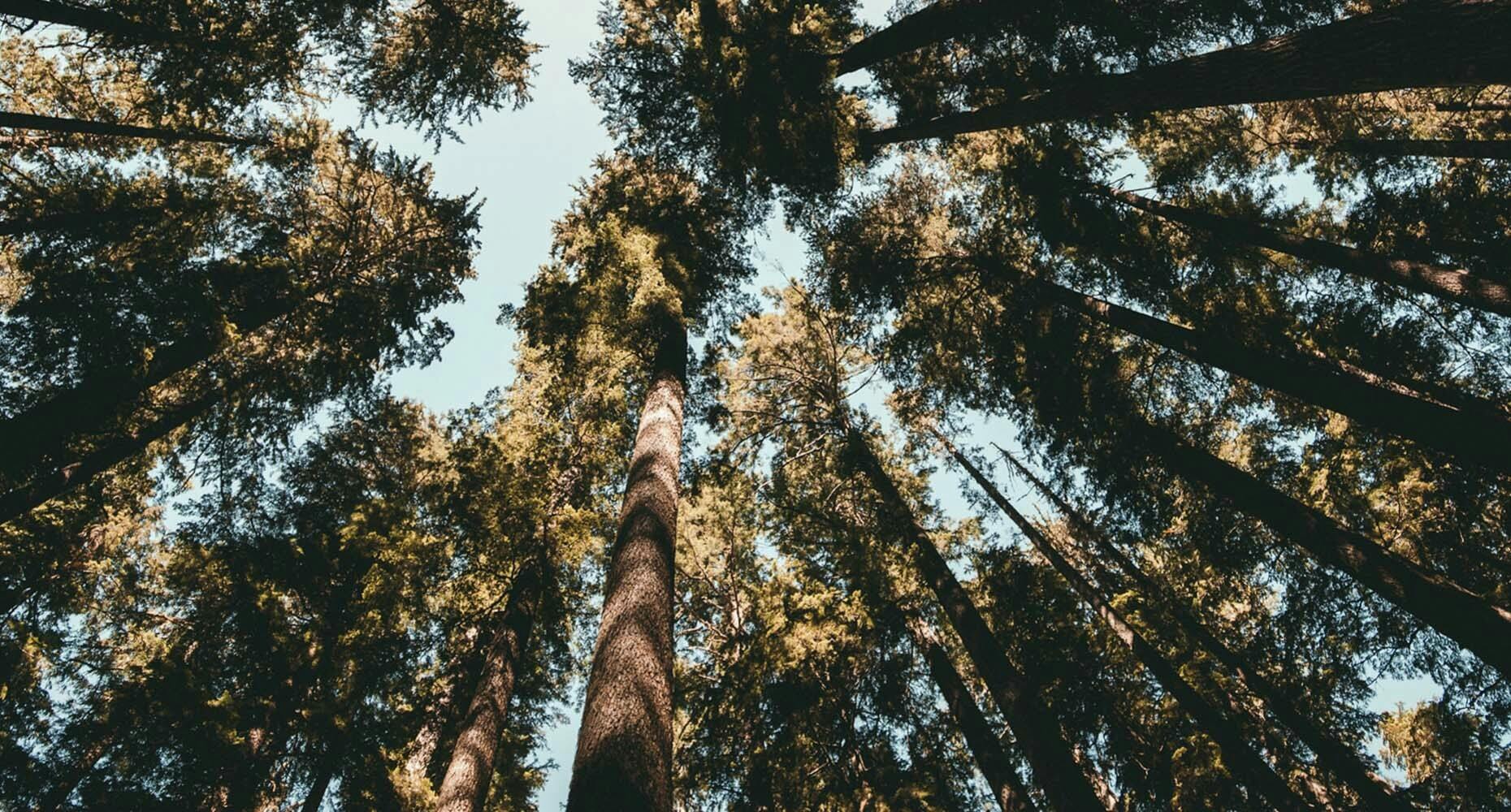 Pine trees from below
