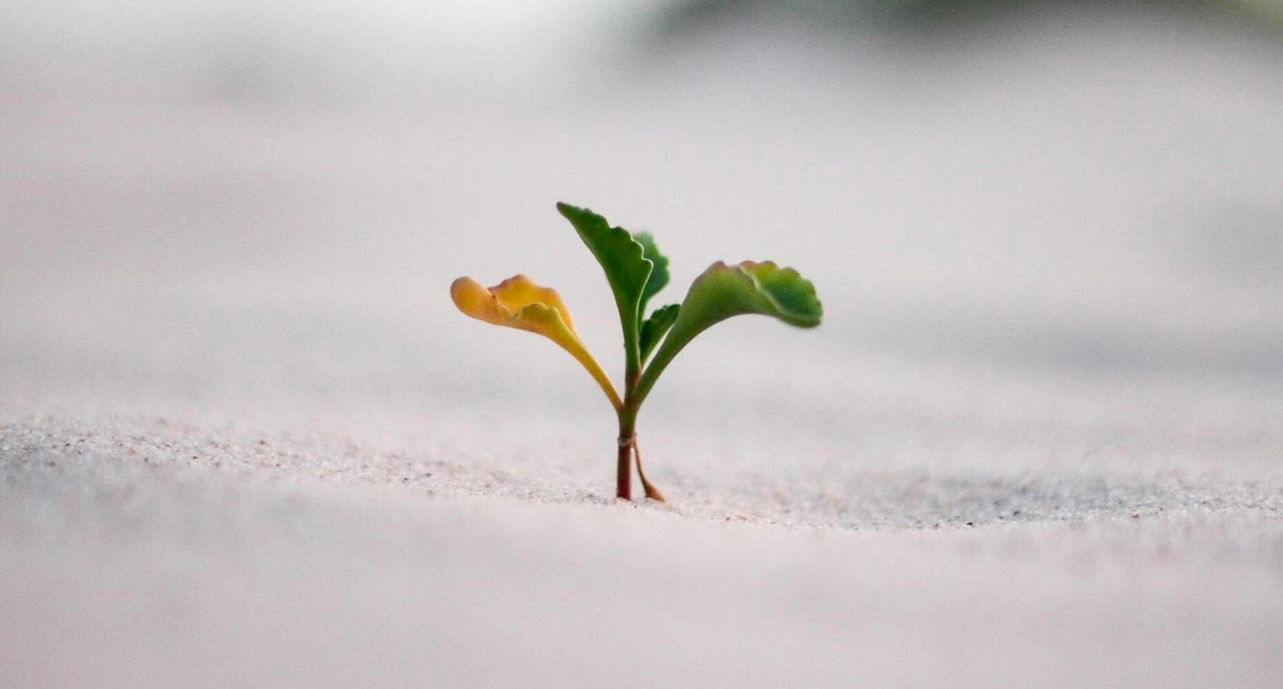 An image of a sprouting plant, emerging from soil, symbolizing growth, renewal, and vitality, evoking concepts of sustainability and progress.